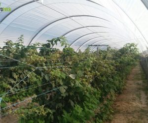 multi-tunnels-production-raspberry-cabo-sardao-odemira-8