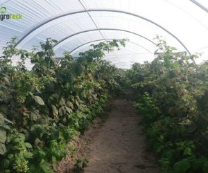 multi-tunnels-production-raspberry-cabo-sardao-odemira-9
