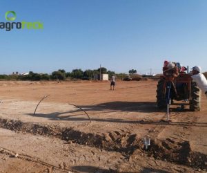 richel-tunnels-raspberry-production-tavira-2