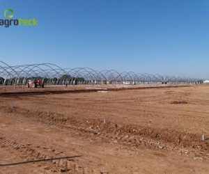 richel-tunnels-raspberry-production-tavira-3