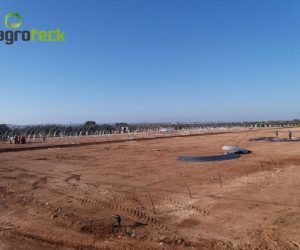 richel-tunnels-raspberry-production-tavira-4