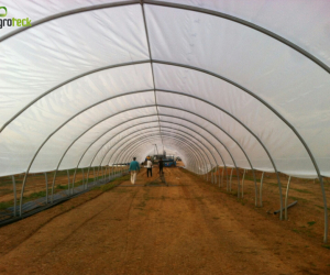 macro-tunnels-production-small-fruits-tavira-algarve-5
