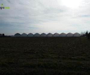 gothic-greenhouses-strawberries-production-suspension-hydroponics-bourran-1
