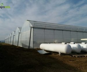 gothic-greenhouses-strawberries-production-suspension-hydroponics-bourran-4