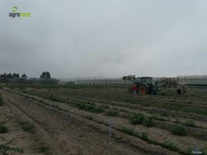 agricultura-multi-túneis-produção-framboesa-agroteck-cabo-sardão-odemira