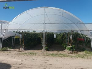 agricultura-multi-túneis-produção-framboesa-agroteck-cabo-sardão-odemira