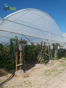 agricultura-multi-túneis-produção-framboesa-agroteck-cabo-sardão-odemira