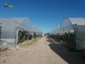 agricultura-multi-túneis-produção-framboesa-agroteck-cabo-sardão-odemira