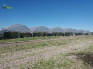 agricultura-multi-túneis-produção-framboesa-agroteck-cabo-sardão-odemira