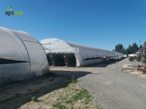 agricultura-multi-túneis-produção-framboesa-agroteck-cabo-sardão-odemira