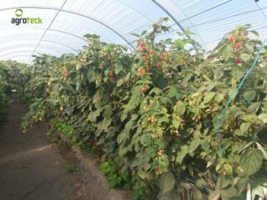 agricultura-multi-túneis-produção-framboesa-agroteck-cabo-sardão-odemira