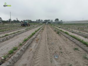 agricultura-multi-túneis-produção-framboesa-agroteck-cabo-sardão-odemira