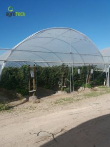 agricultura-multi-túneis-produção-framboesa-agroteck-cabo-sardão-odemira