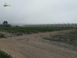 agricultura-multi-túneis-produção-framboesa-agroteck-cabo-sardão-odemira