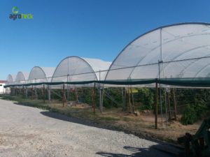 agricultura-multi-túneis-produção-framboesa-agroteck-cabo-sardão-odemira