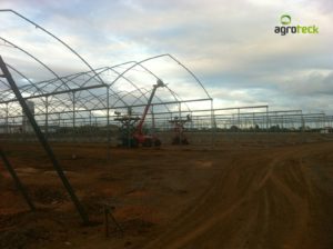 ervas-plantas-aromáticas-agricultura-estufas-agroteck-tavira