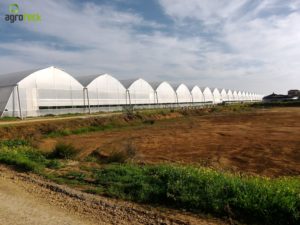 gothic-greenhouses-agroteck-gallery