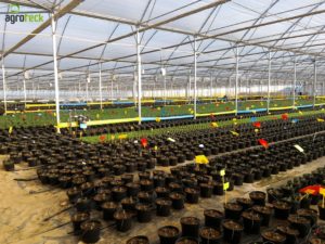 gothic-greenhouses-agroteck-gallery