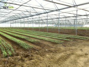 herbes-plantes-aromatiques-agriculture-serres-agroteck-tavira