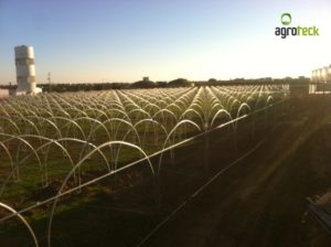 herbes-plantes-aromatiques-agriculture-serres-agroteck-tavira