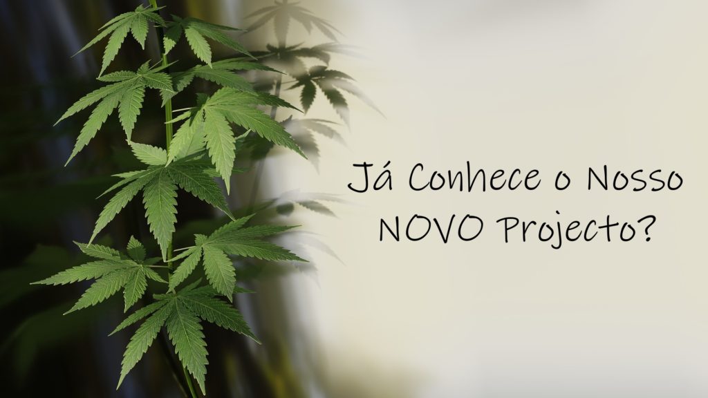 novo projecto estufas plantação cannabis
