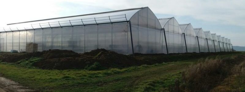 Production of Suspension Strawberries in Hydroponics – Bourran
