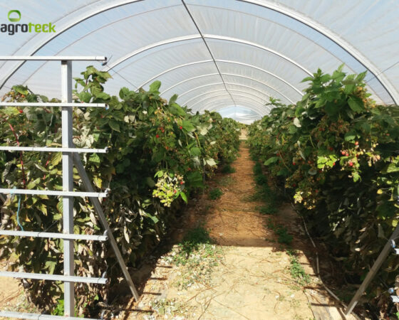 Macro-Túneis para Produção de Frutos Vermelhos – Luz de Tavira
