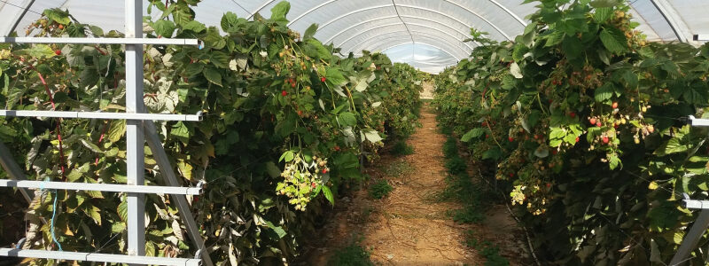 Macro-Túneles para la Producción de Frutos Rojos – Luz de Tavira