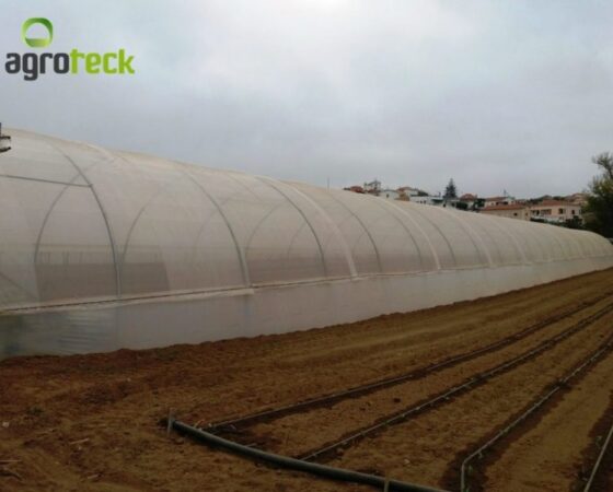 Lettuce Production – Torres Vedras