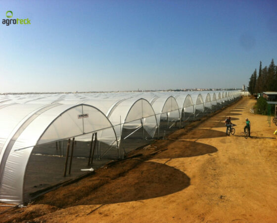 Small Fruit Production at Tavira – Algarve