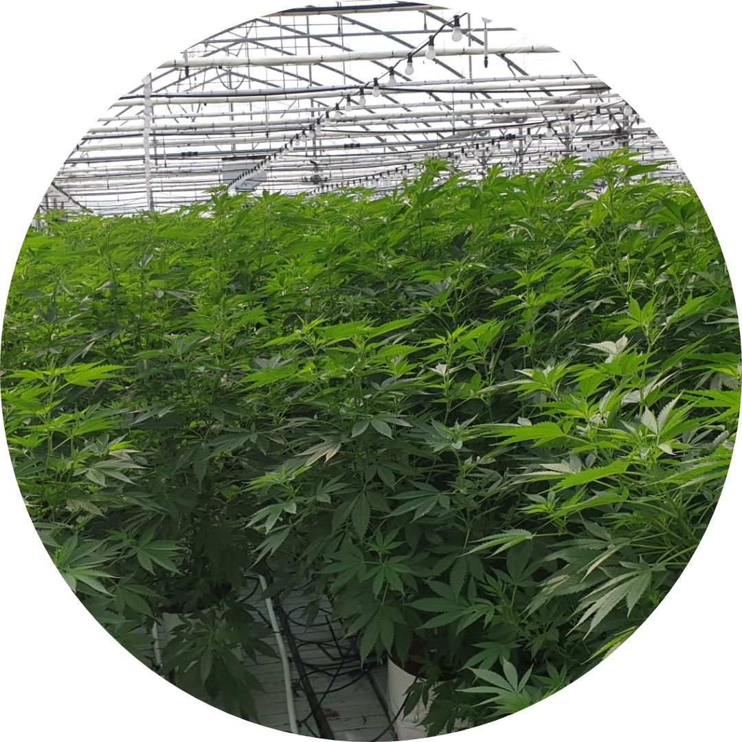 cannabis-greenhouse-production